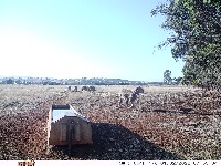 100-sheep-detection project thumbnail
