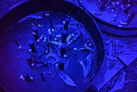 NO-UV-BP450 project thumbnail