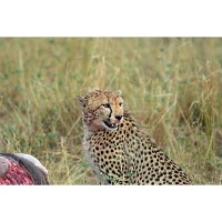 LEOPard project thumbnail