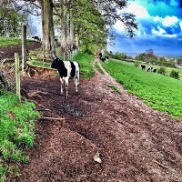 cow project thumbnail