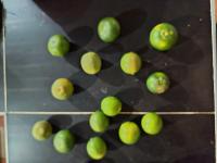 Limones_Mandarinas project thumbnail