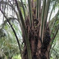 palm oil v2 project thumbnail