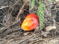 Oil Palm Fruitlet (test) project thumbnail