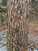 Pinus sylvestris by Julian Frey project thumbnail