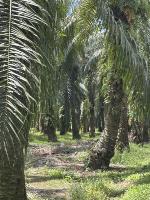 Palm Tree Detection project thumbnail