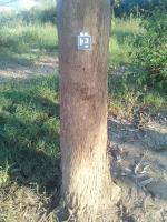 TreeTrunkDetection project thumbnail