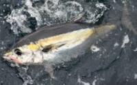 Fish Identification project thumbnail
