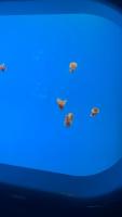 Using Aquarium Dataset project thumbnail
