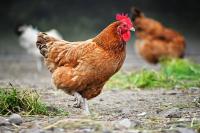 chicken project thumbnail