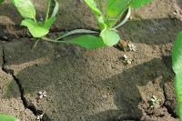 Generic_Plant_Detection_Initial project thumbnail