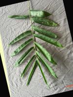 bambooleafseg2 project thumbnail
