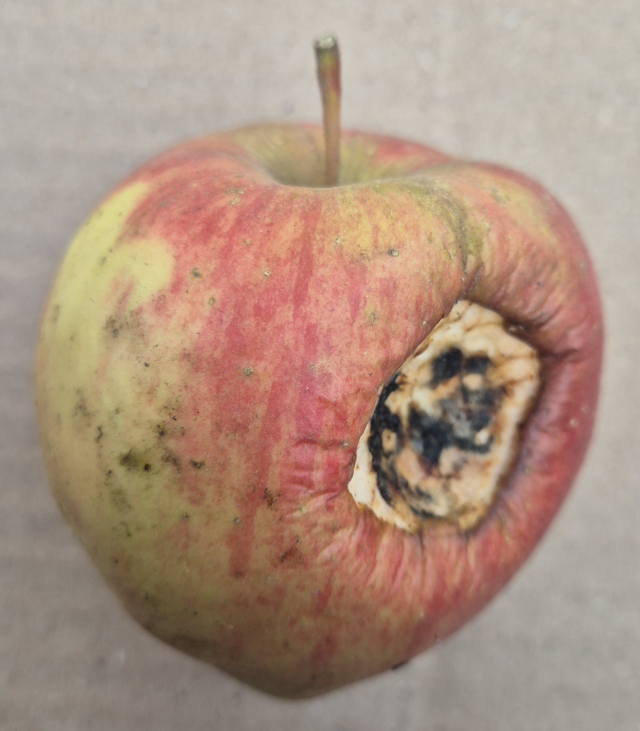 apple-grading Object Detection Model by applegrading