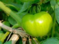 Tomates project thumbnail