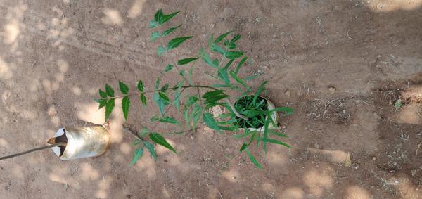 Medicinal Plant Classification1 Classification Dataset And Pre Trained Medicinal Plant Classification1 Classification Dataset And Pre Trained