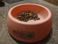 pet feeder project thumbnail