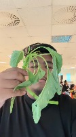 DAUN project thumbnail