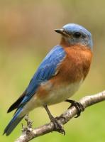 Dog Cat Bird project thumbnail