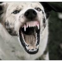 Dog project thumbnail