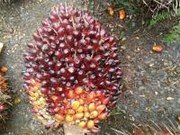 oil palm ripeness project thumbnail