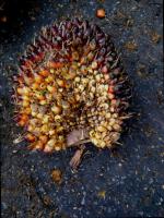 new oil palm  project thumbnail