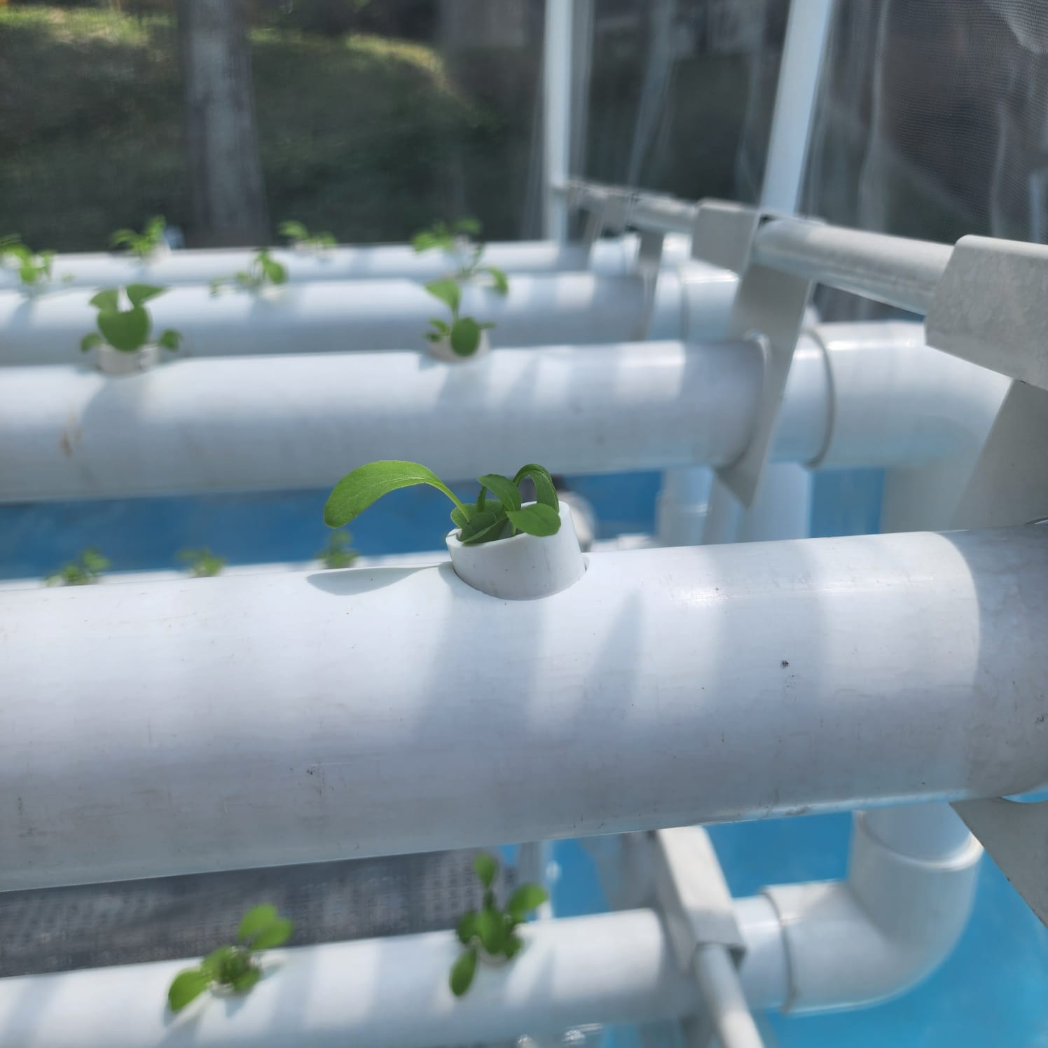 Full Image Classification Classification Model by SP T8T9 Outdoor Farm