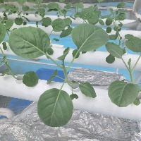 T8T9 Hydroponics Plant Detection project thumbnail