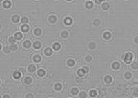 CELLS project thumbnail