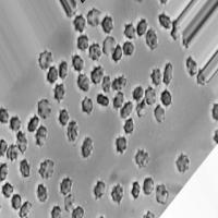 dataset_test project thumbnail
