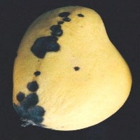 Fruit Ripeness Classification project thumbnail