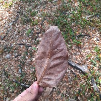 Leaf OD project thumbnail