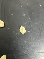 corn seed analysis project thumbnail