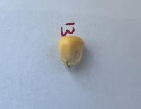 maize_seed project thumbnail