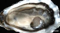 scallop-adductor project thumbnail