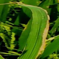 RiceDiseaseDetection project thumbnail