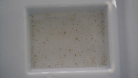 ShrimpEtek project thumbnail